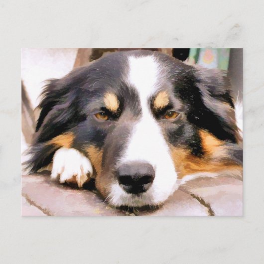 GRENZCOLLIE POSTKARTE (Vorderseite)