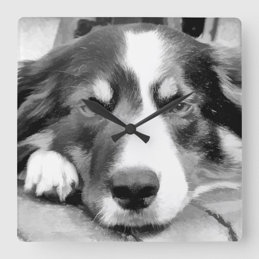 GRENZCOLLIE QUADRATISCHE WANDUHR (Vorderseite)