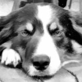 GRENZCOLLIE QUADRATISCHE WANDUHR