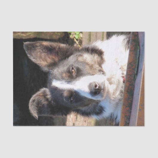 GRENZCOLLIE SEIDENPAPIER (Vorderseite)