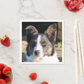 GRENZCOLLIE SERVIETTE (Beispiel)