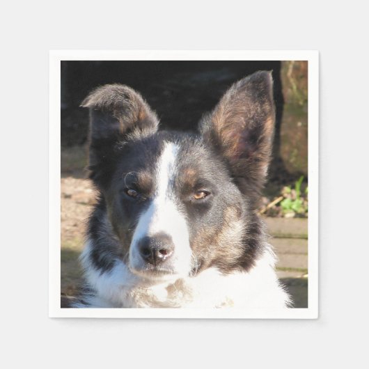 GRENZCOLLIE SERVIETTE (Vorderseite)