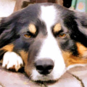 GRENZCOLLIE SERVIETTE