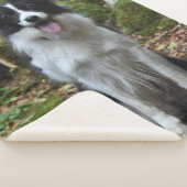 GRENZCOLLIE SHERPADECKE (3/4)