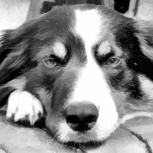 GRENZCOLLIE SPIELKARTEN