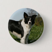 Grenzcollie stehend button (Vorderseite)