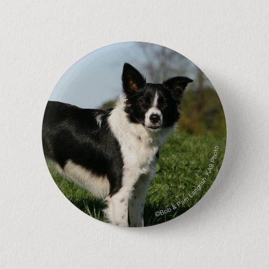 Grenzcollie stehend button (Vorderseite)