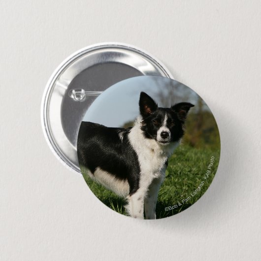 Grenzcollie stehend button (Vorne & Hinten)