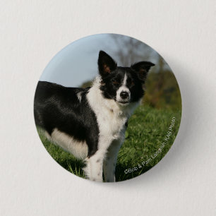 Grenzcollie stehend button