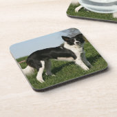 Grenzcollie stehend getränkeuntersetzer (Linke Seite)