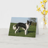 Grenzcollie stehend karte (Gelbe Blume)