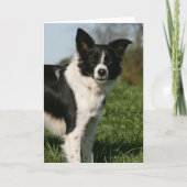 Grenzcollie stehend karte (Vorderseite)