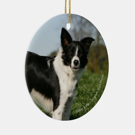 Grenzcollie stehend keramikornament (Rechts)