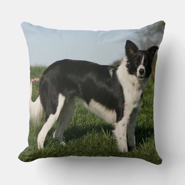 Grenzcollie stehend kissen (Vorderseite)
