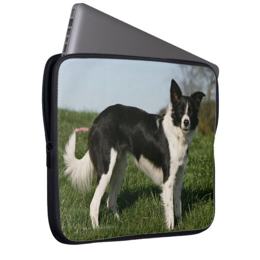 Grenzcollie stehend laptopschutzhülle (Vorne Rechts)