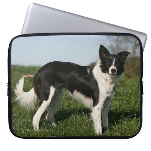 Grenzcollie stehend laptopschutzhülle (Vorderseite)