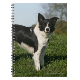 Grenzcollie stehend notizblock