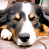 GRENZCOLLIE VISITENKARTE