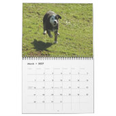 GrenzCollies reichlich Kalender (Mär 2027)