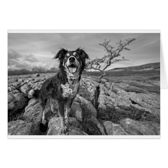 Grenze bei Aussehen (Vorderseite (Horizontal))