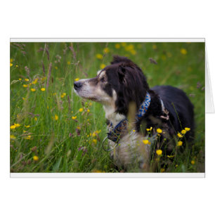 Grenze in den Butterblumeen