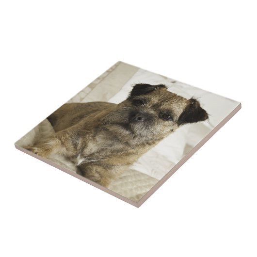 Grenze Terrier Fliese (Seite)