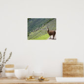 Grenze zu Lama Poster (Küche)