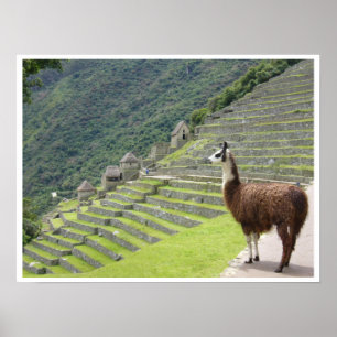 Grenze zu Lama Poster