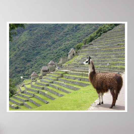 Grenze zu Lama Poster (Vorne)