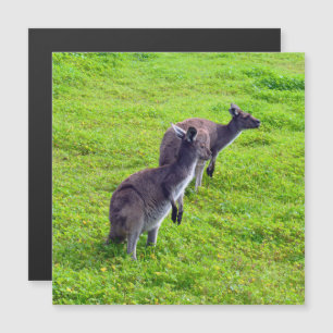 Grenzenlose Horizonte: Graues Kangaroos auf grassy Magnetkarte