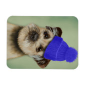 Grenzer Terrier mit blauem Bobble Hat Magnet (Horizontal)