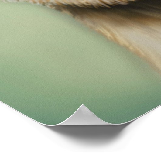 Grenzer Terrier mit blauem Bobble Hat Poster (Ecke)