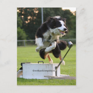 Grenzkollie beim Flyball Postkarte