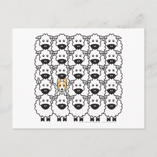 Grenzkollie im Schafe Postkarte (Vorderseite)