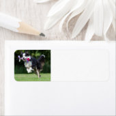 Grenzkollie mit Spielzeug (Insitu)