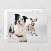 Grenzkollie mit Whippet Postkarte (Vorne/Hinten)