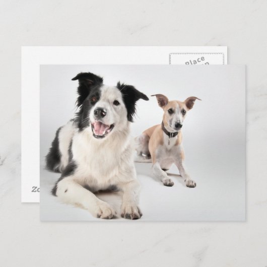 Grenzkollie mit Whippet Postkarte (Vorne/Hinten)