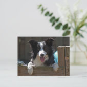 Grenzkollie Postkarte (Stehend Vorderseite)