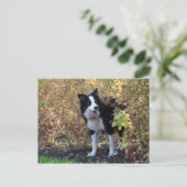 Grenzkollie Postkarte (Stehend Vorderseite)