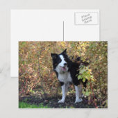 Grenzkollie Postkarte (Vorne/Hinten)