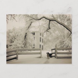 Grenzkollie Postkarte