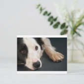 Grenzkollie Postkarte (Stehend Vorderseite)