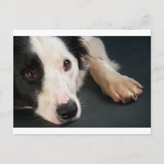 Grenzkollie Postkarte (Vorderseite)