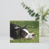 Grenzkollie Postkarte (Stehend Vorderseite)