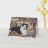 Grenzkollie und Hühner in Blockschuppen, realistis Karte (Gelbe Blume)