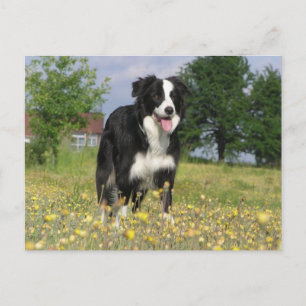 Grenzkollie voll 3.png postkarte