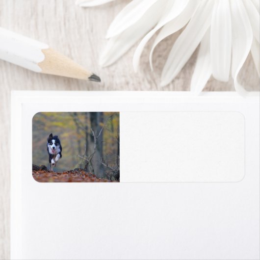 Grenzkolonie im Wald (Insitu)