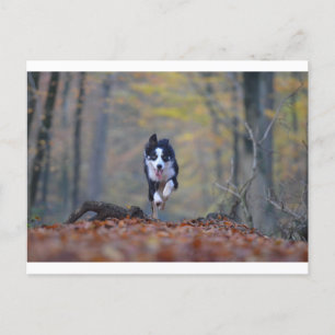 Grenzkolonie im Wald Postkarte