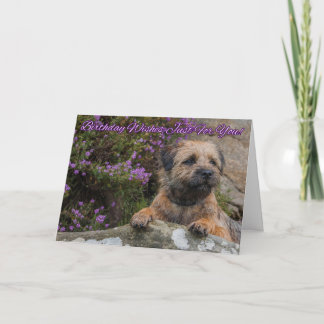 Grenzterrier auf einem Felsen mit wilder lila Karte