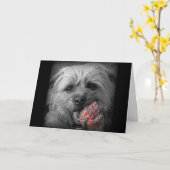 GrenzTerrier-Geburtstags-Karte Karte (Gelbe Blume)